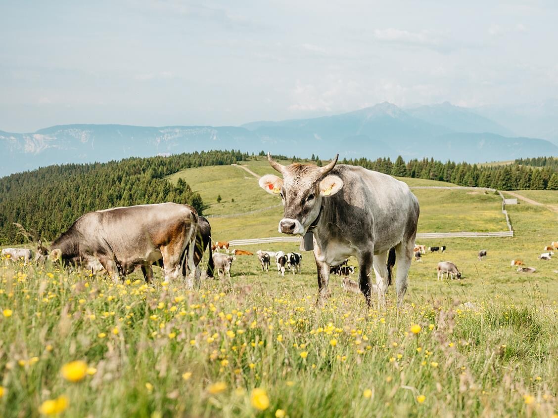 Evento della Scuola di cucina del Gallo Rosso: „Sapori d'alta quota“ - Bolzano e dintorni - #2 - suedtirol.info