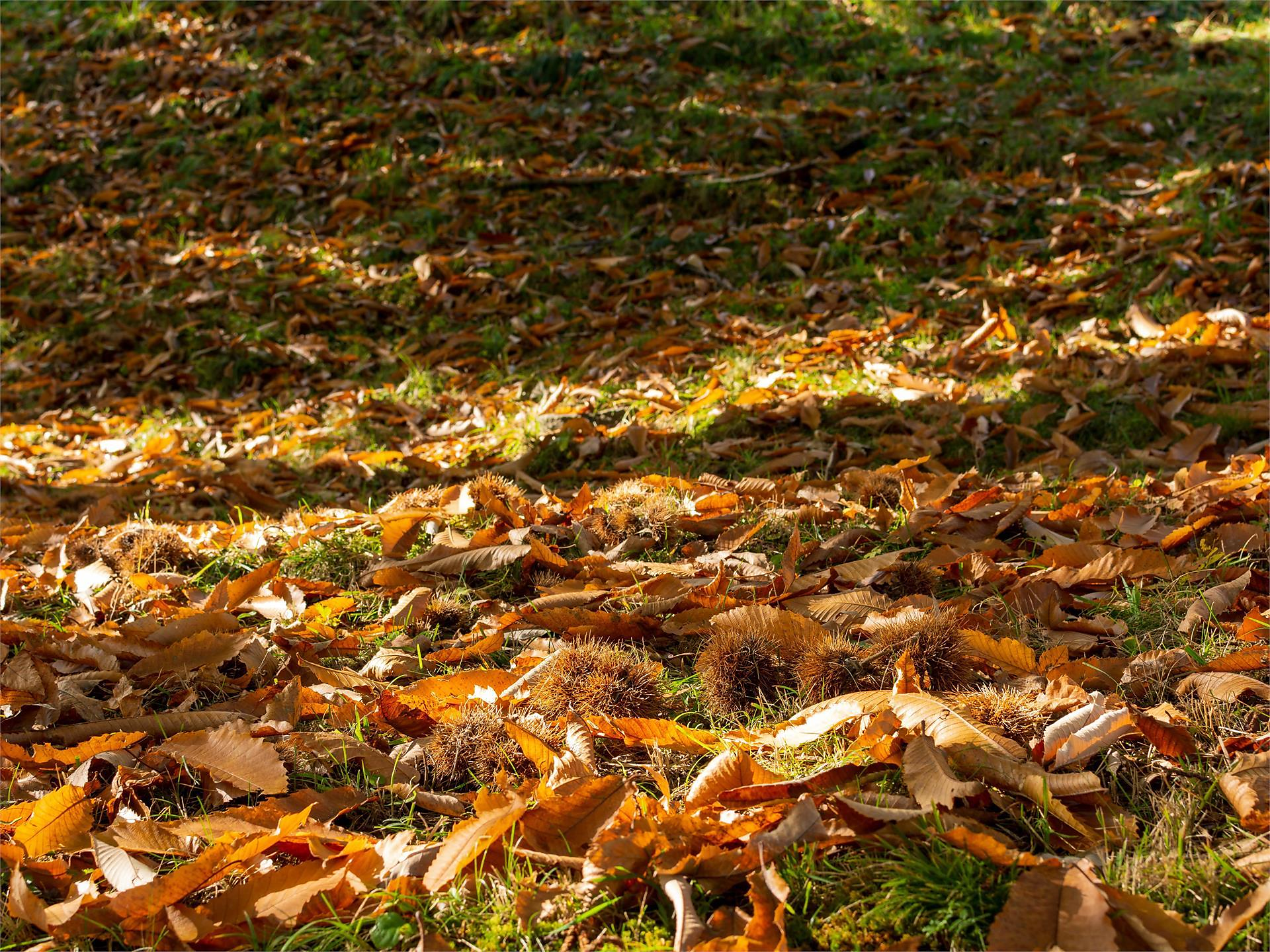 Castagne a Barbiano nel mese di ottobre - Frühaufhof Barbiano 3 suedtirol.info