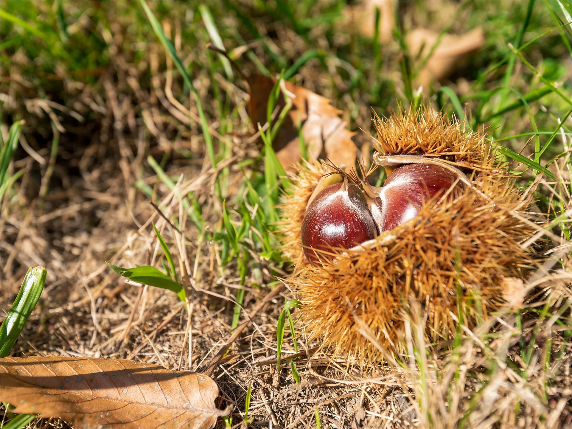 Castagne a Barbiano nel mese di ottobre - Frühaufhof Barbiano 1 suedtirol.info