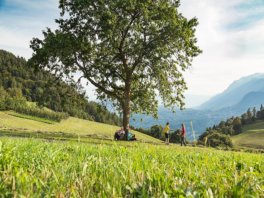 Guided excursions "Törggelen" in San Genesio Jenesien/San Genesio Atesino 3 suedtirol.info