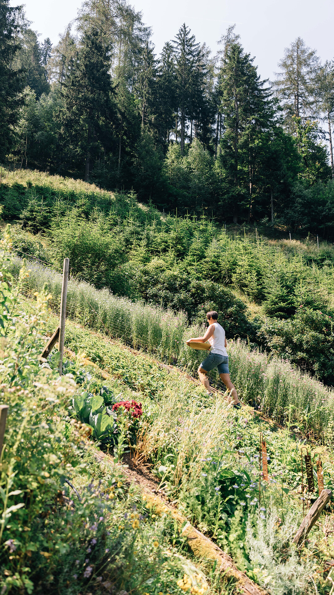 Cooking class with herbs - Meran/Merano and environs - #1 - suedtirol.info