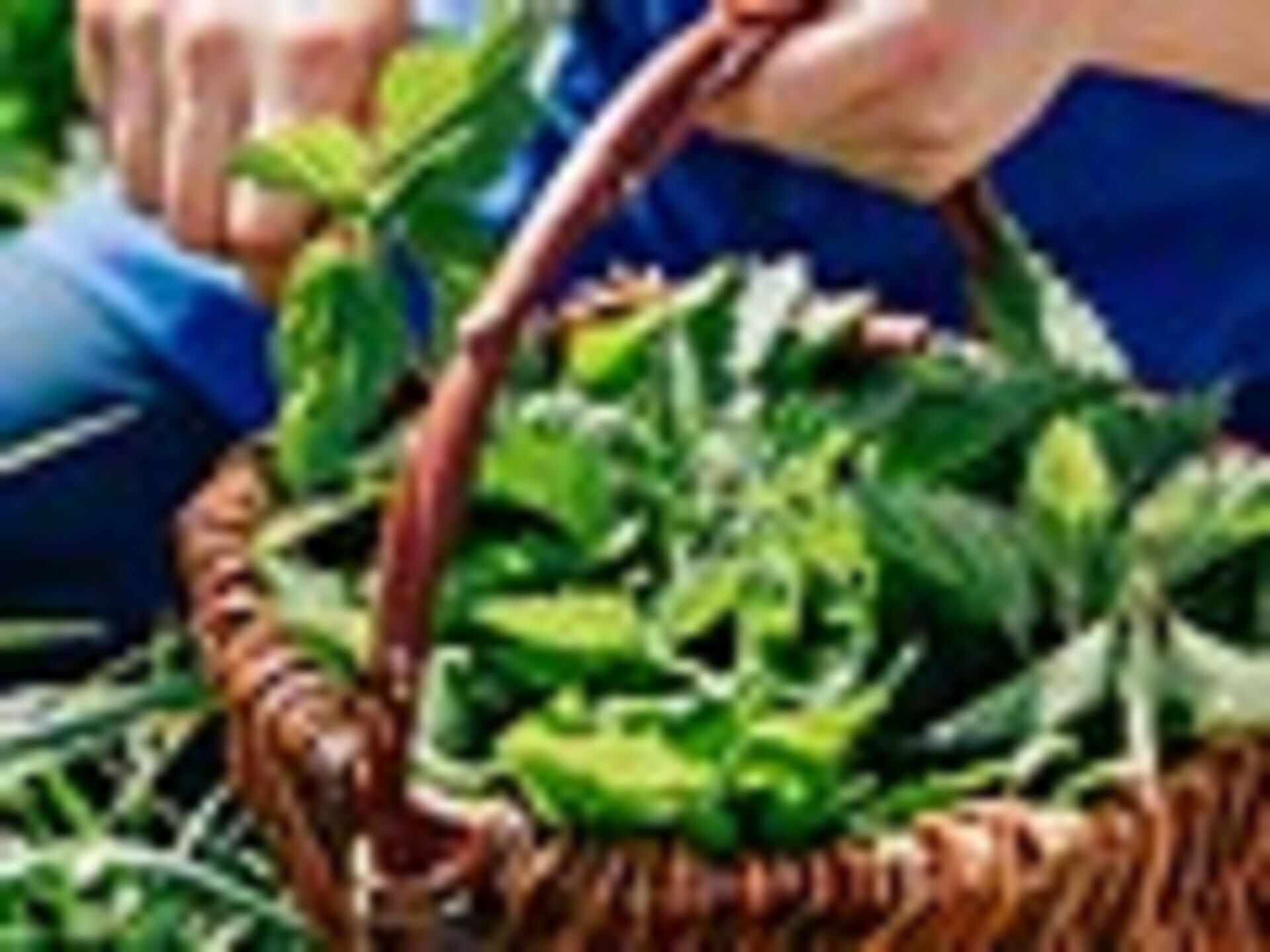 Kochevent der Roter Hahn Kochschule: „Schätze der Natur“ mit Sabina Waibl - Bozen und Umgebung - #2 - suedtirol.info