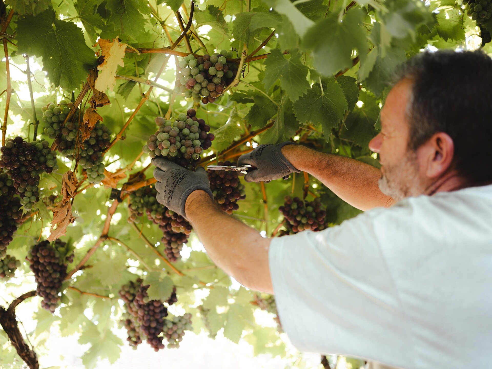 Castagne e vino (Keschtnriggl) - Merano e dintorni - #1 - suedtirol.info