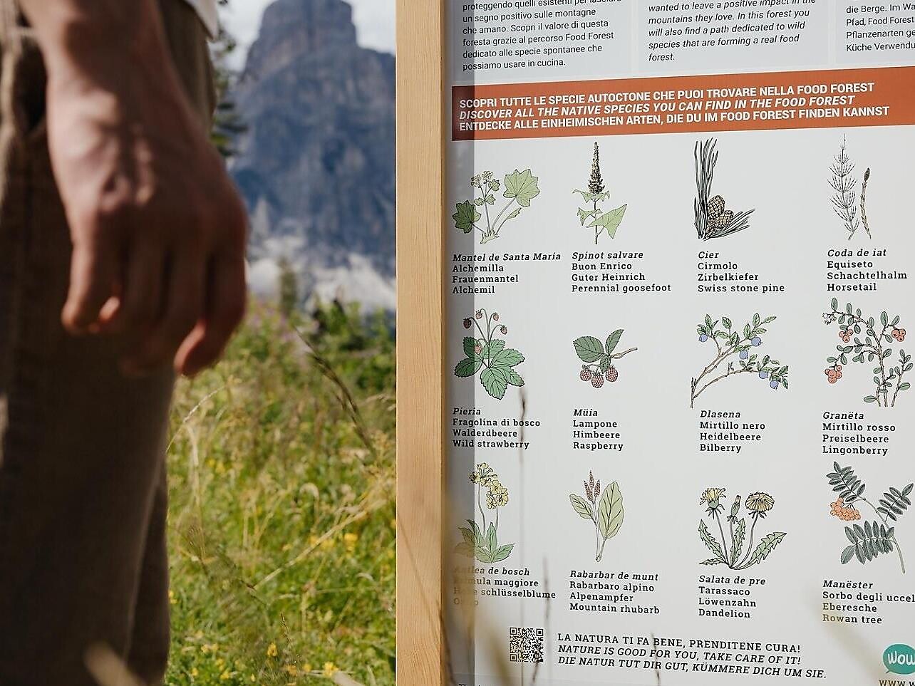 Kräuterwanderung: Herbstschätze aus Wiesen und Wald - Munts dl Altonn - Dolomitenregion Alta Badia - #2 - suedtirol.info