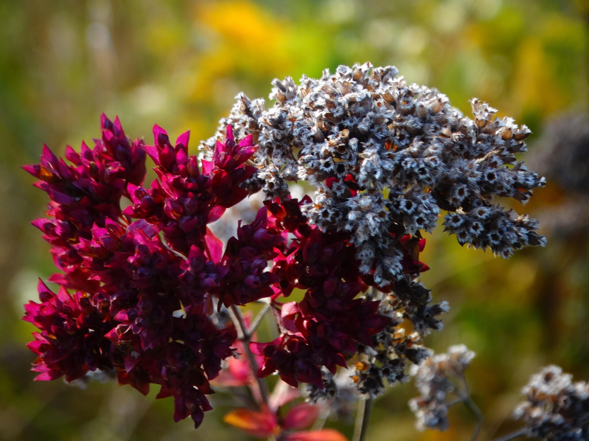 Herb Workshop: Fragrant Magic – Crafting Your Own Incense Balls - Dolomites Region Eggental - #2 - suedtirol.info