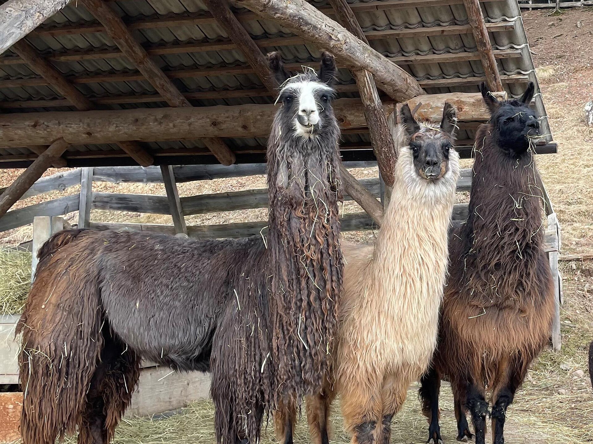 Kaserhof da vivere - tour di trekking individuali con lama e alpaca con Juri Renon 1 suedtirol.info