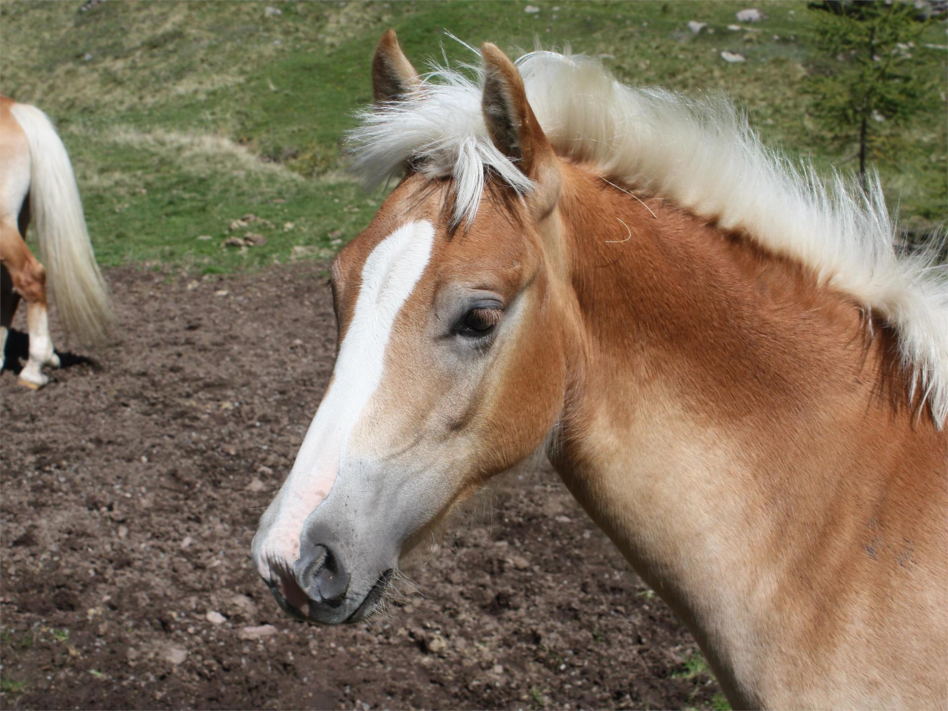 9. KIRCHEBEN TRAIL 15. – 16.11.2025 | REITPLATZ KIRCHEBEN – MÖLTEN - Bozen und Umgebung - #3 - suedtirol.info