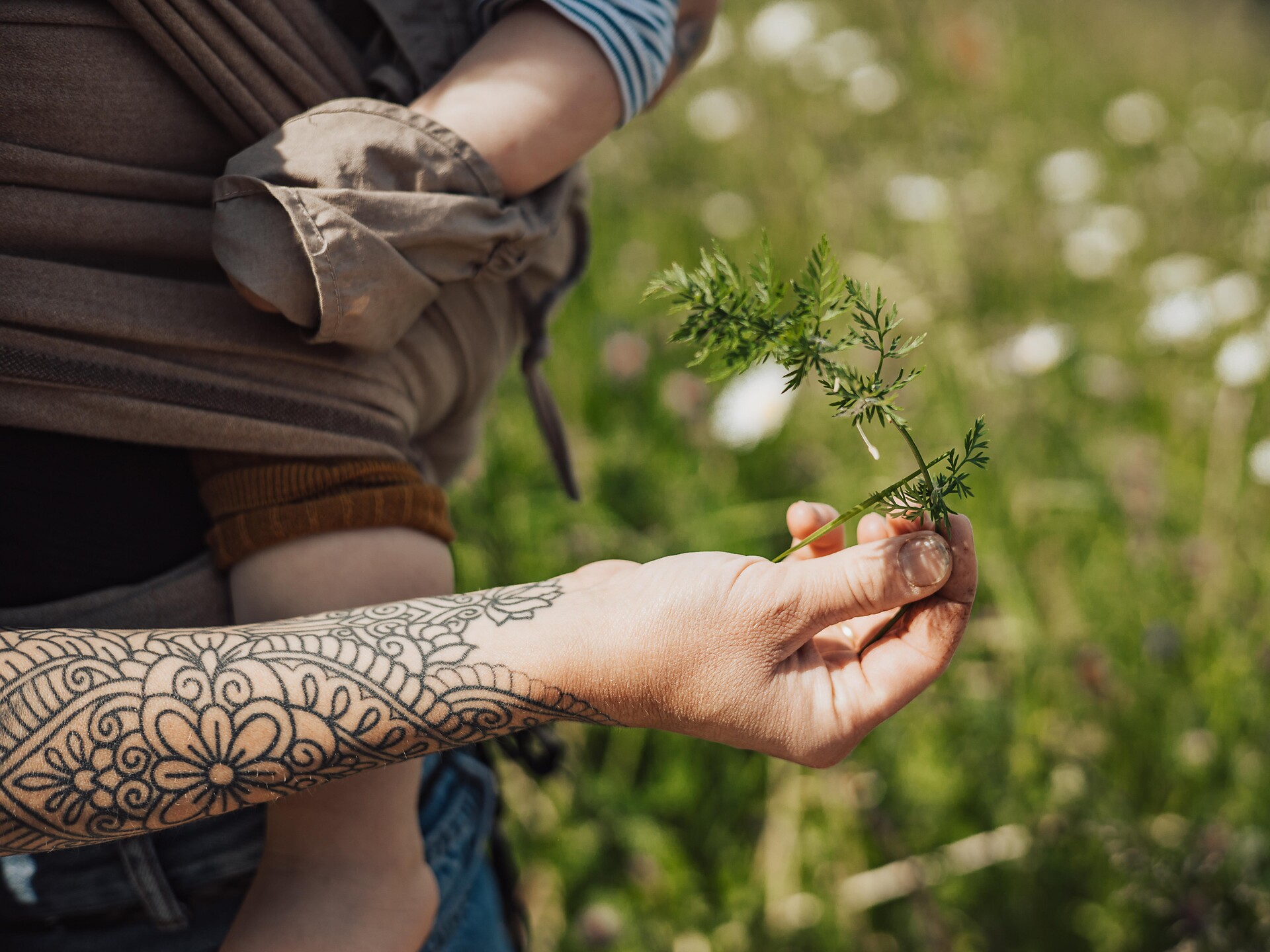 Herb hike on the Nörderberg Mountain of Tschars Naturns/Naturno 1 suedtirol.info