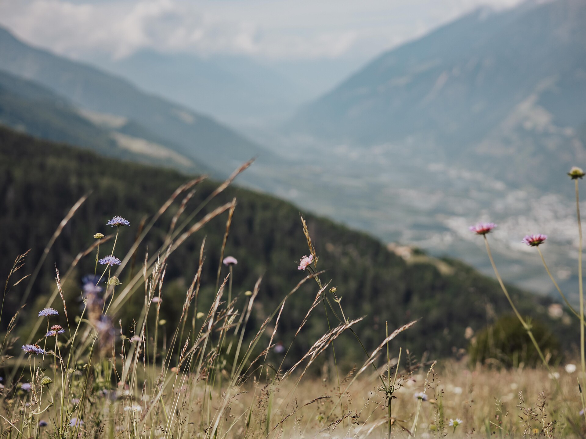 Herb hike on the Nörderberg Mountain of Tschars Naturns/Naturno 2 suedtirol.info