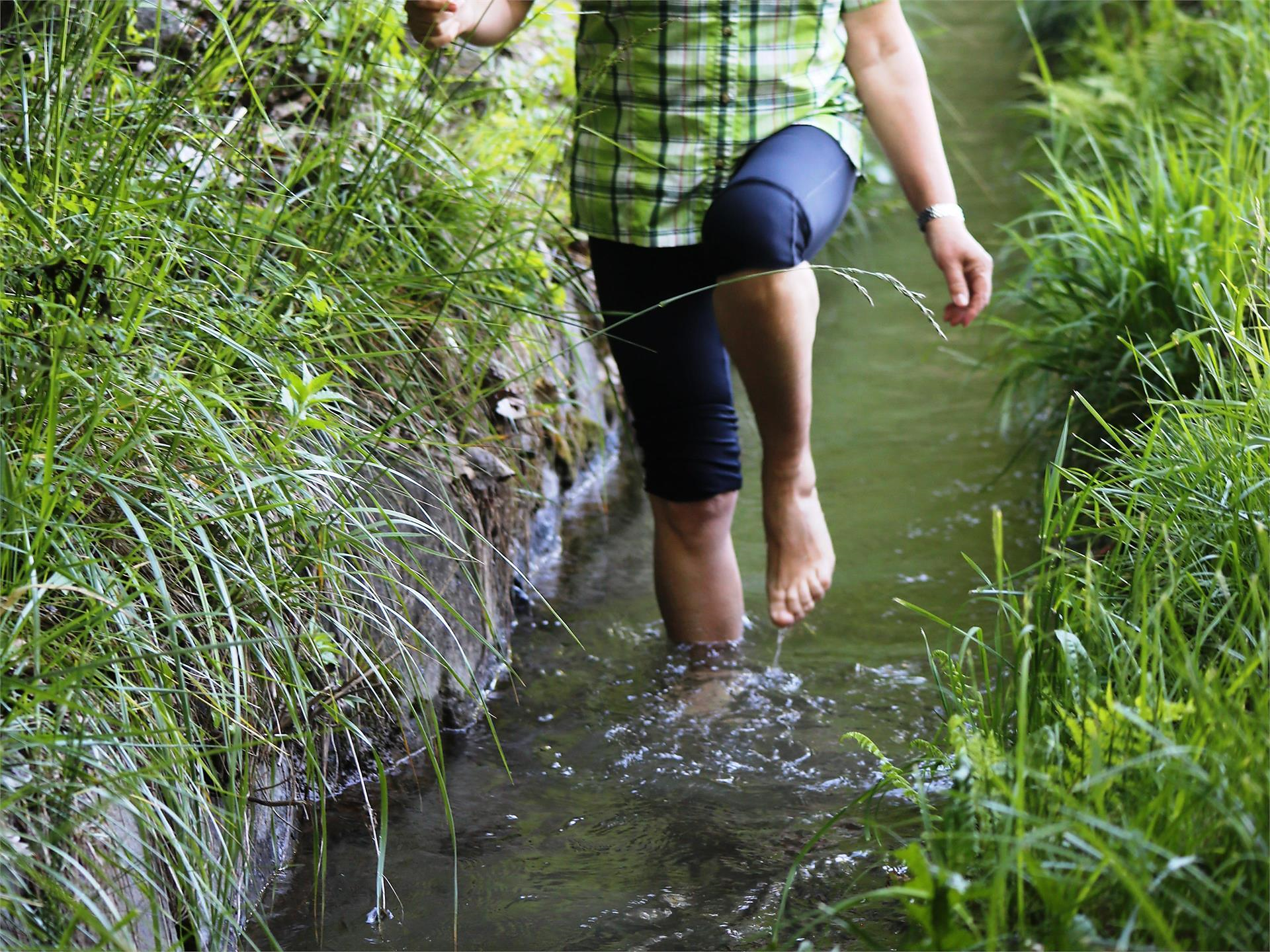 Herbal hike and water treading - at the Partschins Waalweg Partschins/Parcines 1 suedtirol.info