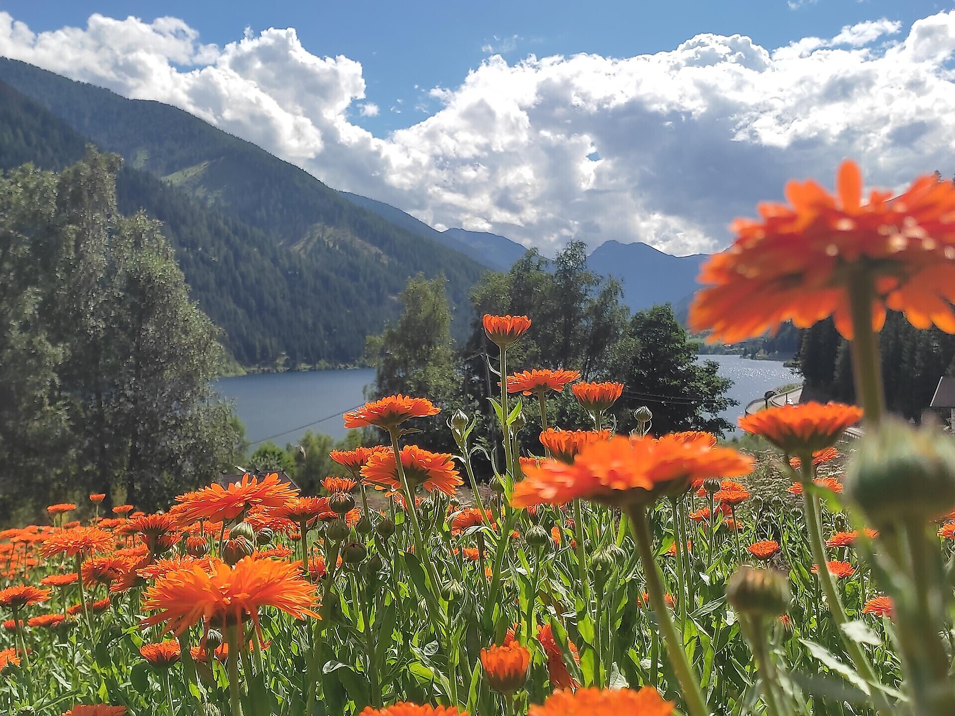 Kräuter: Essbare Sommerkräuter - wild und gesund Ulten 1 suedtirol.info