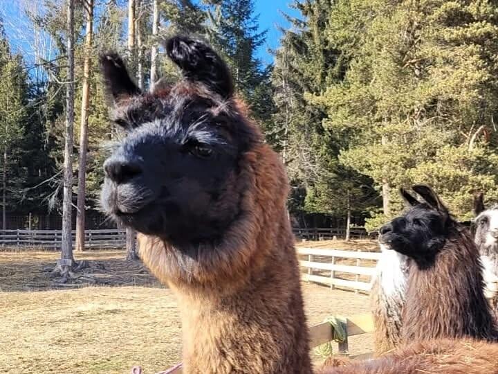 Kaserhof erleben - Lama/Alpaka-Trekkingtouren mit Juri - Schlernpanorama Ritten 1 suedtirol.info