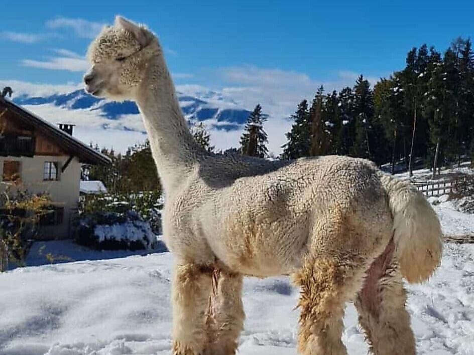 Kaserhof erleben - Lama/Alpaka-Trekkingtouren mit Juri - Schlernpanorama Ritten 3 suedtirol.info