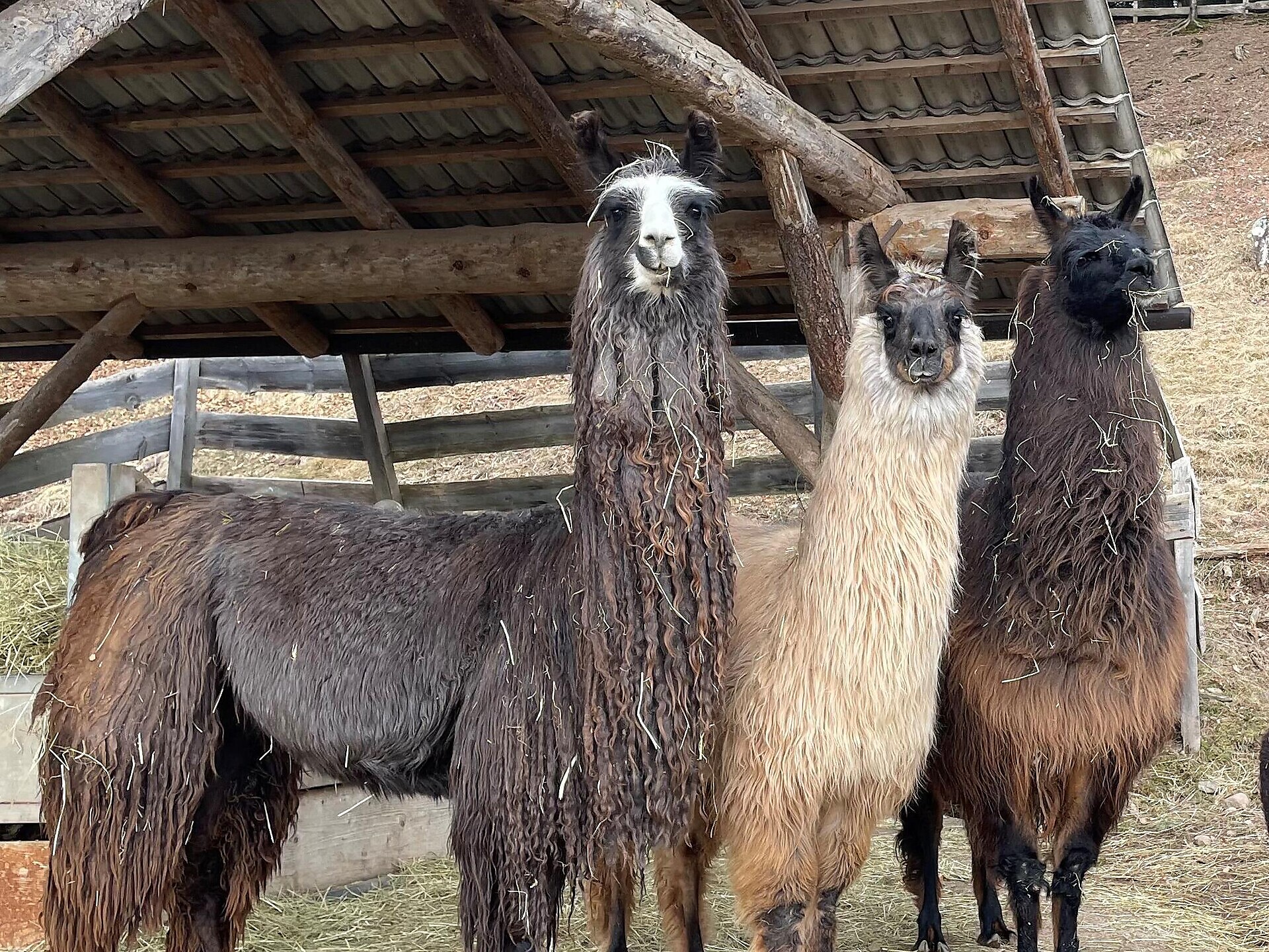 Kaserhof da vivere - tour di trekking individuali con lama/alpaca con Juri Renon 1 suedtirol.info