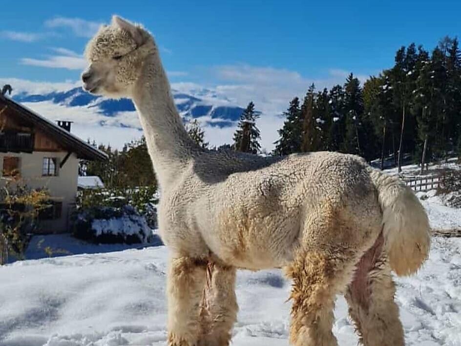 Kaserhof da vivere - tour di trekking individuali con lama/alpaca con Juri Renon 3 suedtirol.info