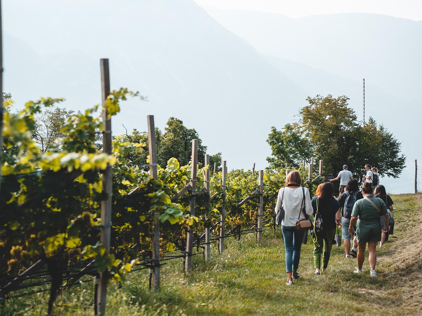 Kurtatsch Wineexpedition - Alto Adige Wine Road - #1 - suedtirol.info