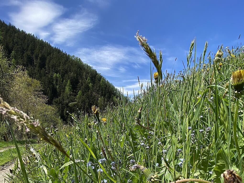Kräuterwanderung für Familien und Interessierte Lüsen 1 suedtirol.info