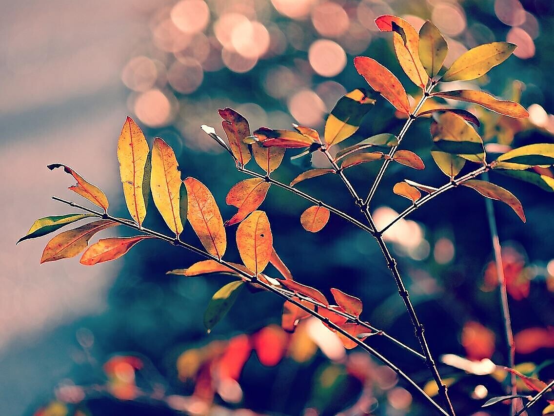 Kräuter: Farben, Düfte und Formen im herbstlichen Wildkräutergarten Ulten 1 suedtirol.info