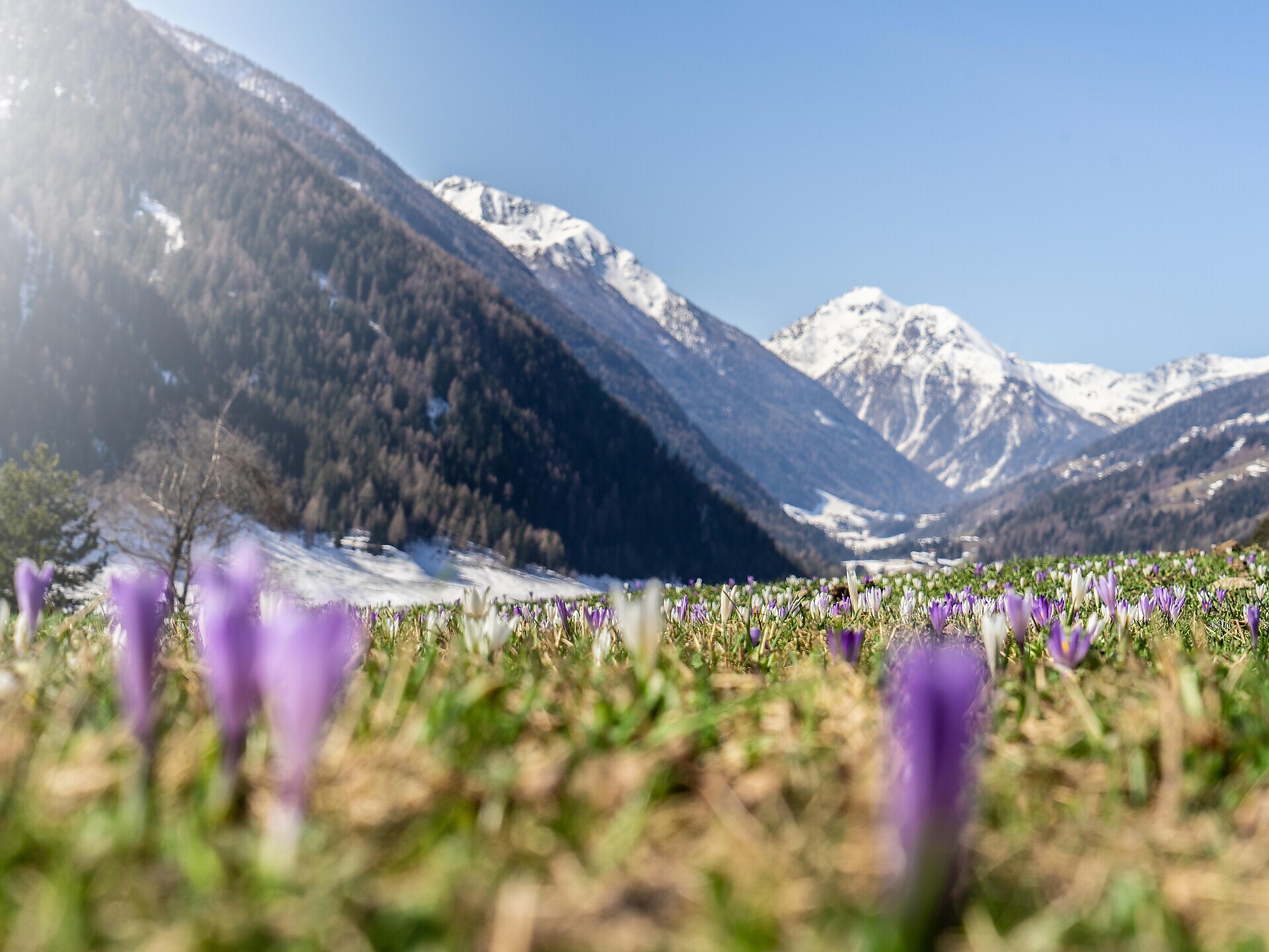Kräuter: Heilsame Wildkräuter in der Blumenwiese Ulten 1 suedtirol.info