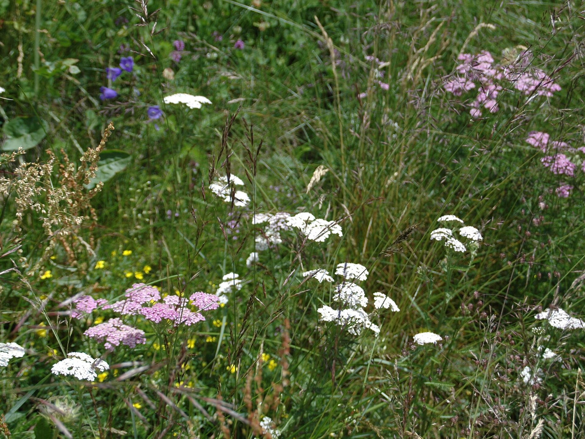 Kräuterworkshop am Niedersthof - Dolomitenregion Villnösstal - #2 - suedtirol.info