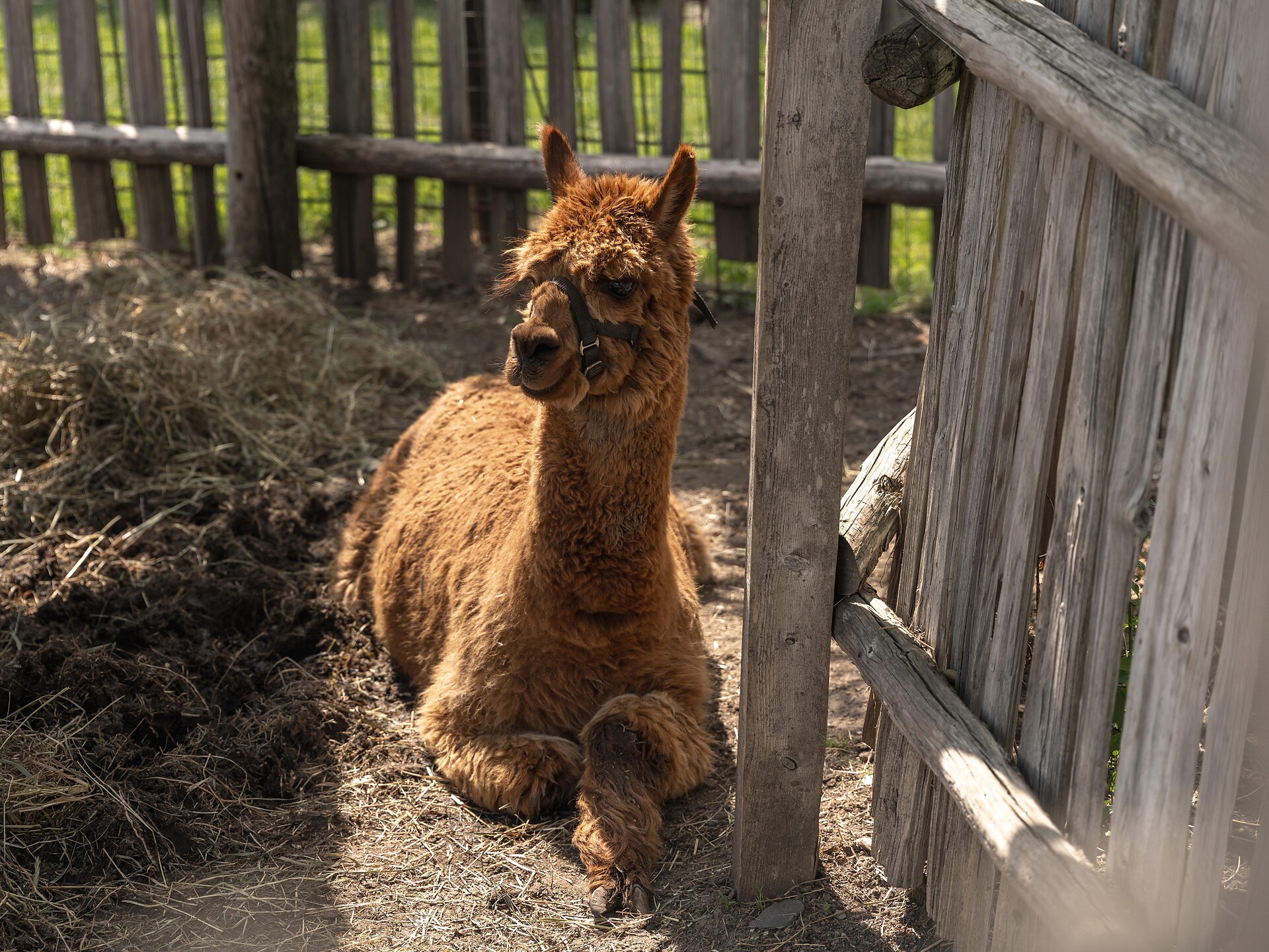 Lama-Trekking für die ganze Familie - Brixen und Umgebung - #1 - suedtirol.info