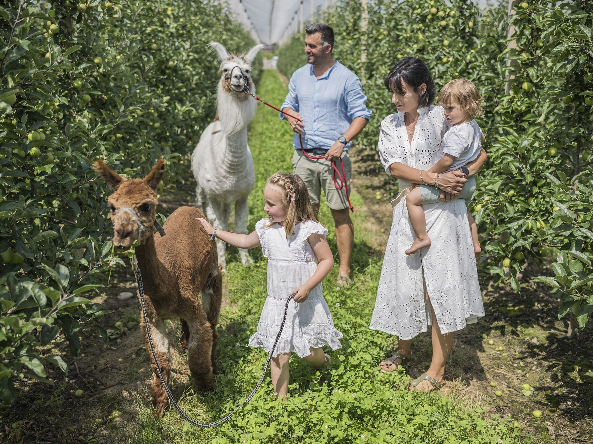 Lama-Trekking für die ganze Familie - Brixen und Umgebung - #3 - suedtirol.info