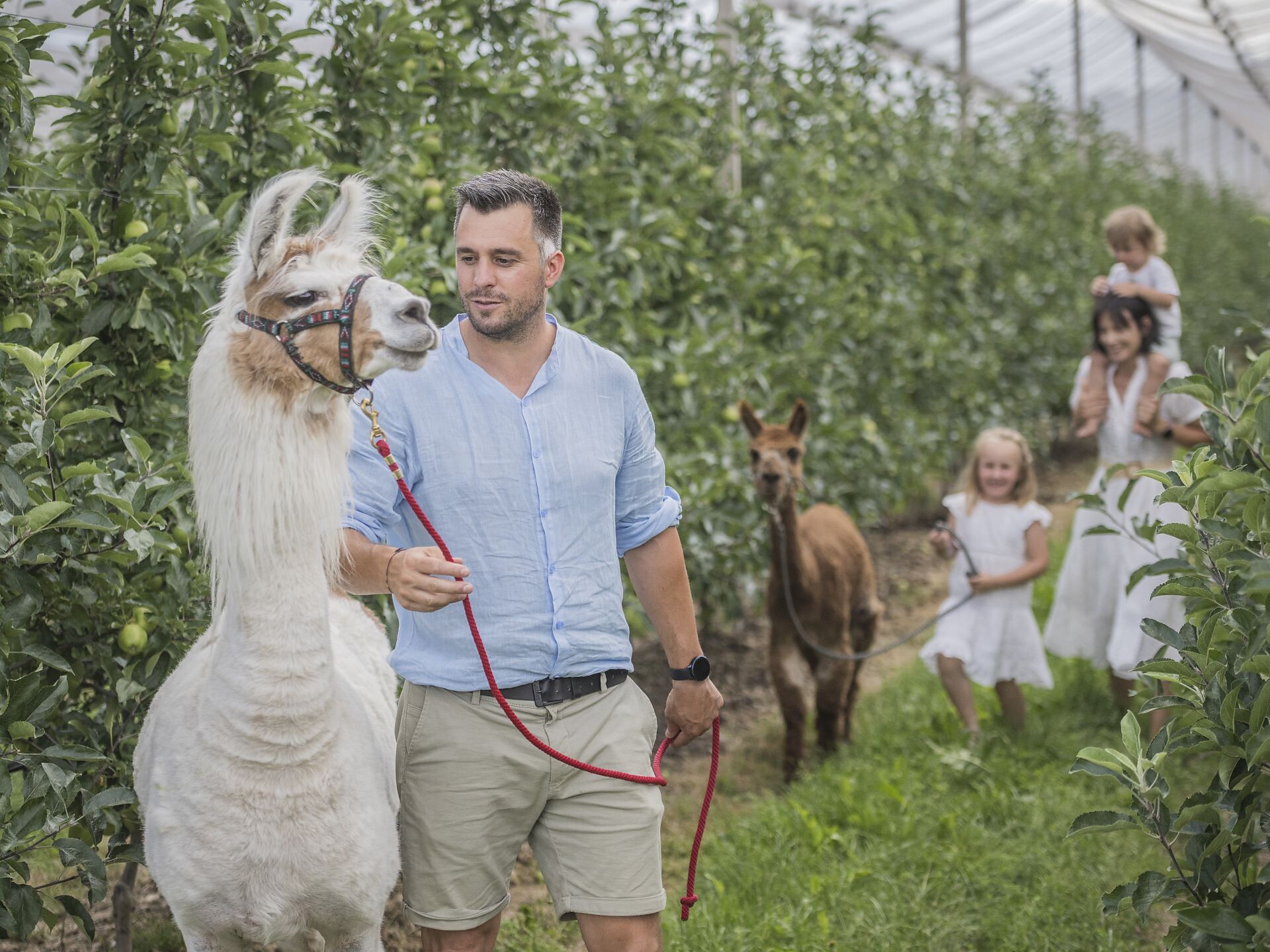 Lama-Trekking für die ganze Familie - Brixen und Umgebung - #2 - suedtirol.info