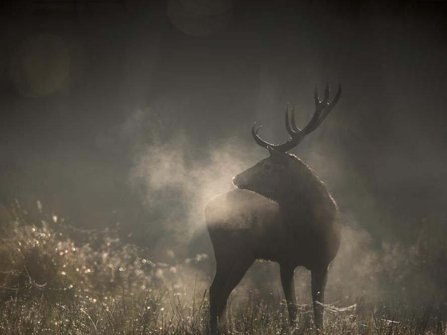 Le Chant des Forêts von Vincent Munier - Bozen und Umgebung - #1 - suedtirol.info