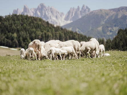 Lamb weeks of Villnösser Brillenschaf sheep Villnöss/Funes 3 suedtirol.info