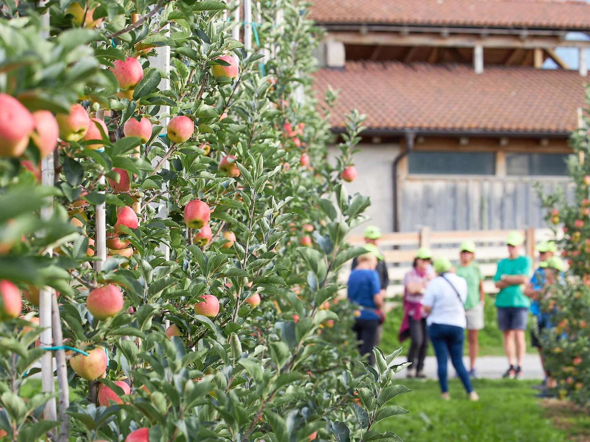 Der Südtiroler Apfel in seiner Bergwelt - Vinschgau - #2 - suedtirol.info