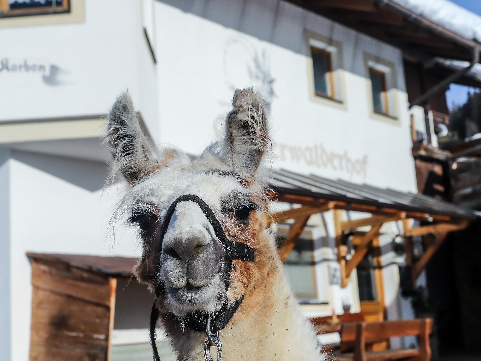 Lama- und Alpakatrekking in Meransen Mühlbach 1 suedtirol.info