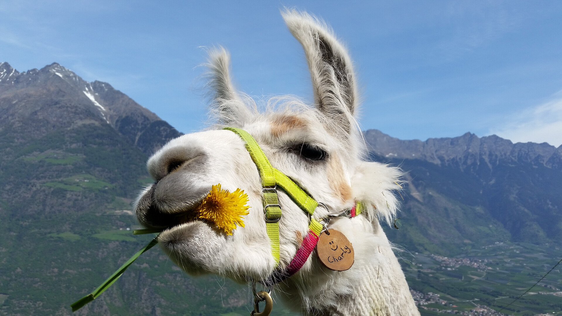 Giornata di esperienza con i lama "Lama, montagne e natura" - Merano e dintorni - #1 - suedtirol.info