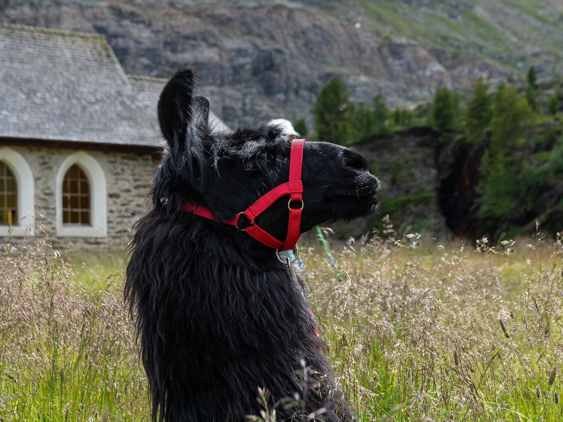 Lama meets Culture - Trekkingtour „Montani-Runde” - Vinschgau - #1 - suedtirol.info