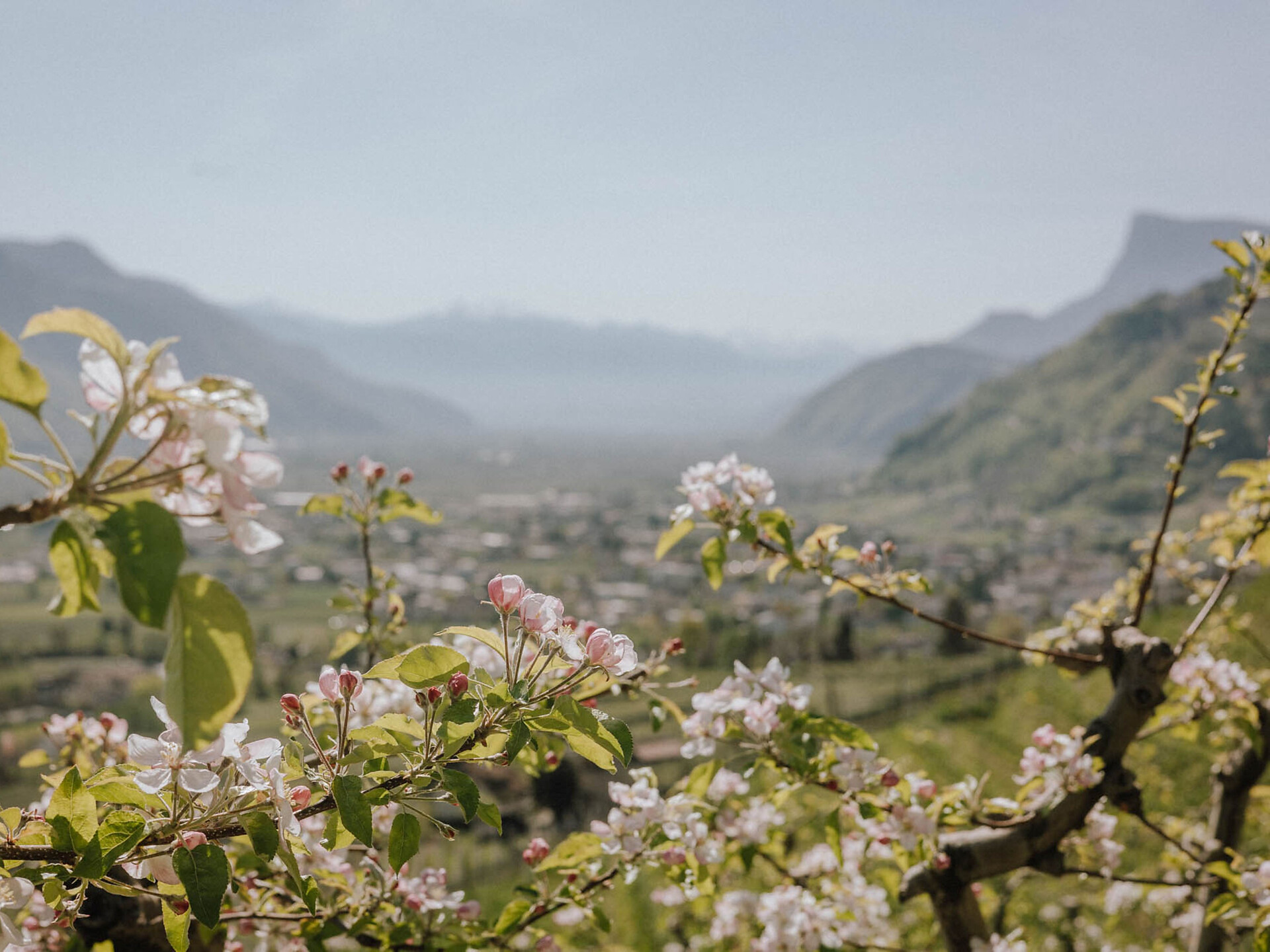 Lana blüht 2026 - Meran und Umgebung - #1 - suedtirol.info