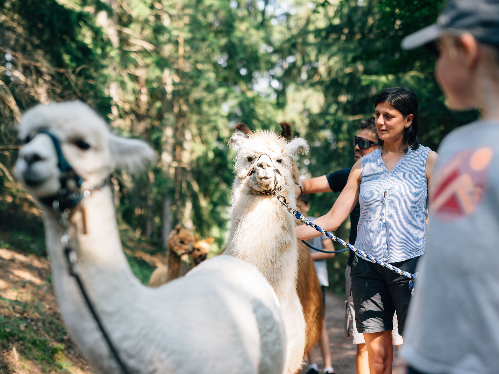 LAPAKAFUN: Alpaca & Lama Hikes in Vöran - Meran/Merano and environs - #3 - suedtirol.info