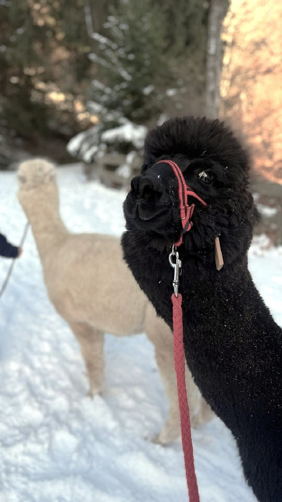 LAPAKAFUN: Alpaca & Lama Hikes in Vöran - Meran/Merano and environs - #4 - suedtirol.info