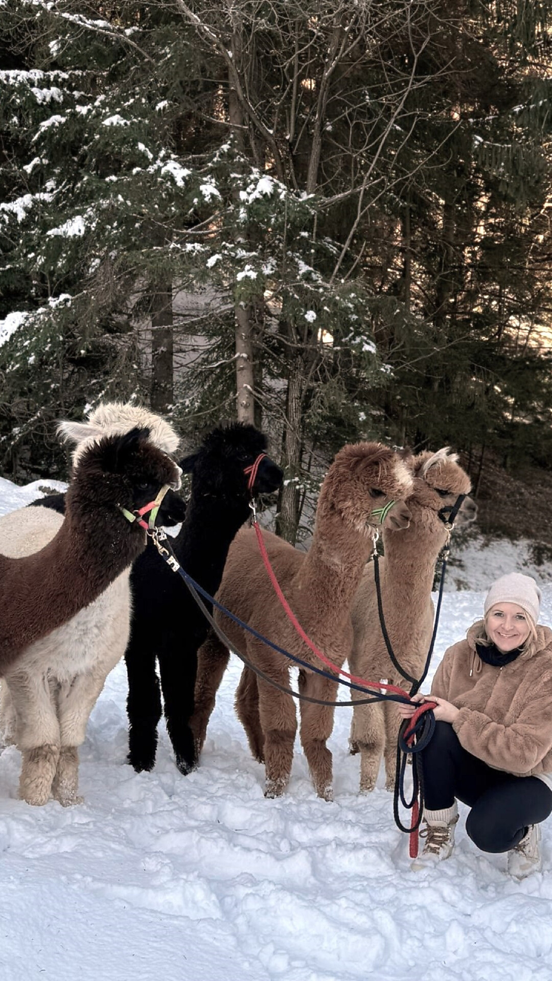 LAPAKAFUN: Alpaca & Lama Hikes in Vöran - Meran/Merano and environs - #6 - suedtirol.info
