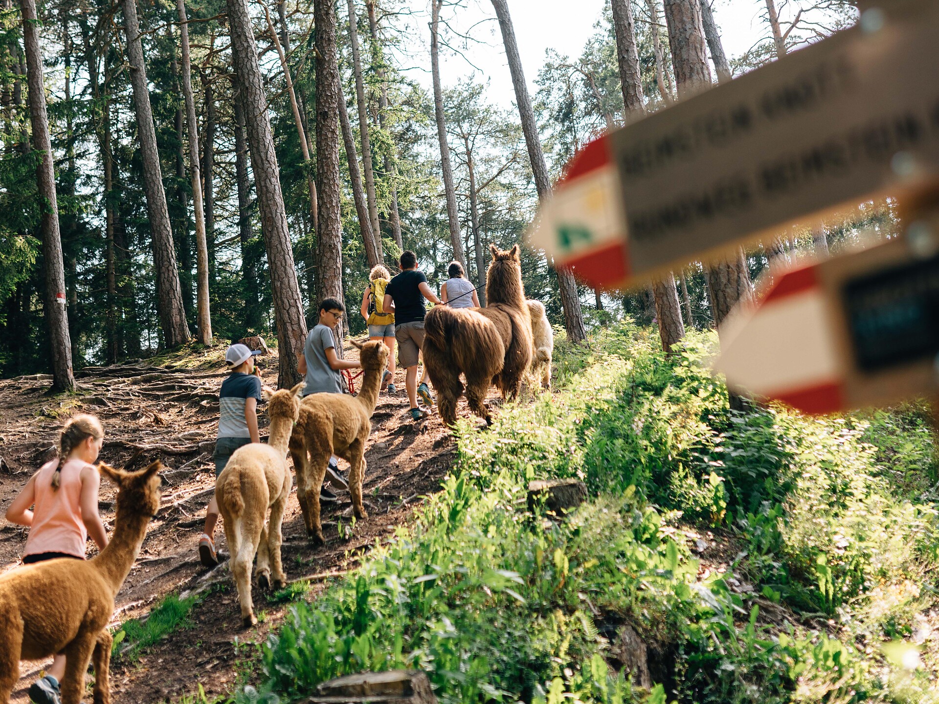 LAPAKAFUN: Escursioni guidate con lama e alpaca a Verano Verano 1 suedtirol.info