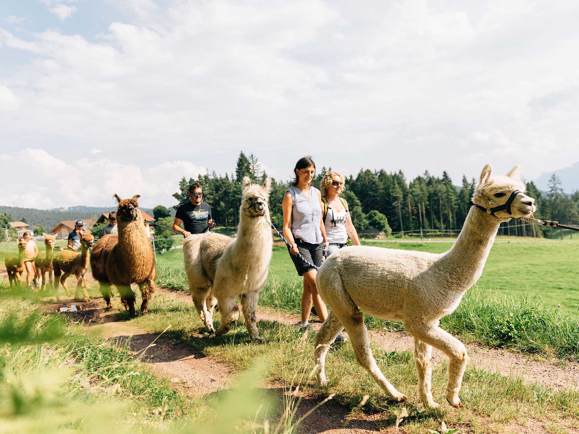 LAPAKAFUN: Alpaca & Lama Hikes in Vöran - Meran/Merano and environs - #1 - suedtirol.info