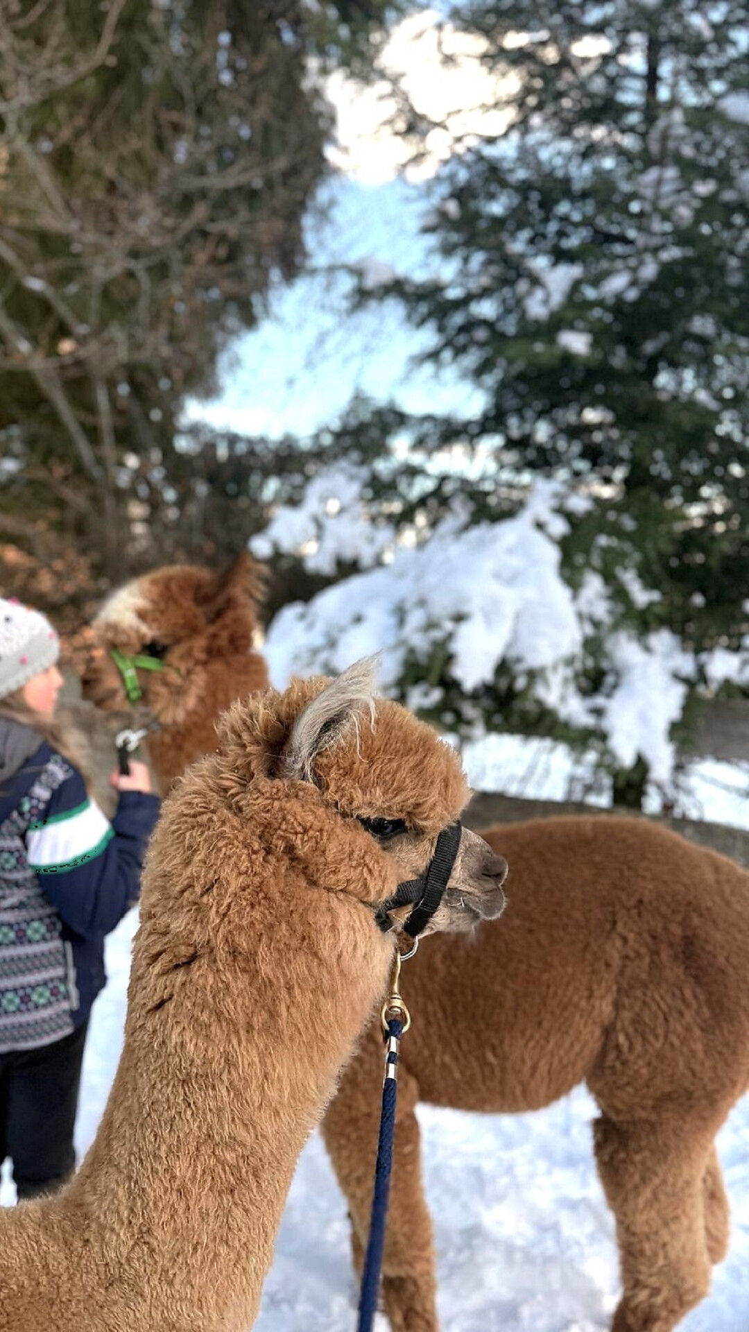LAPAKAFUN: Alpaca & Lama Hikes in Vöran - Meran/Merano and environs - #5 - suedtirol.info