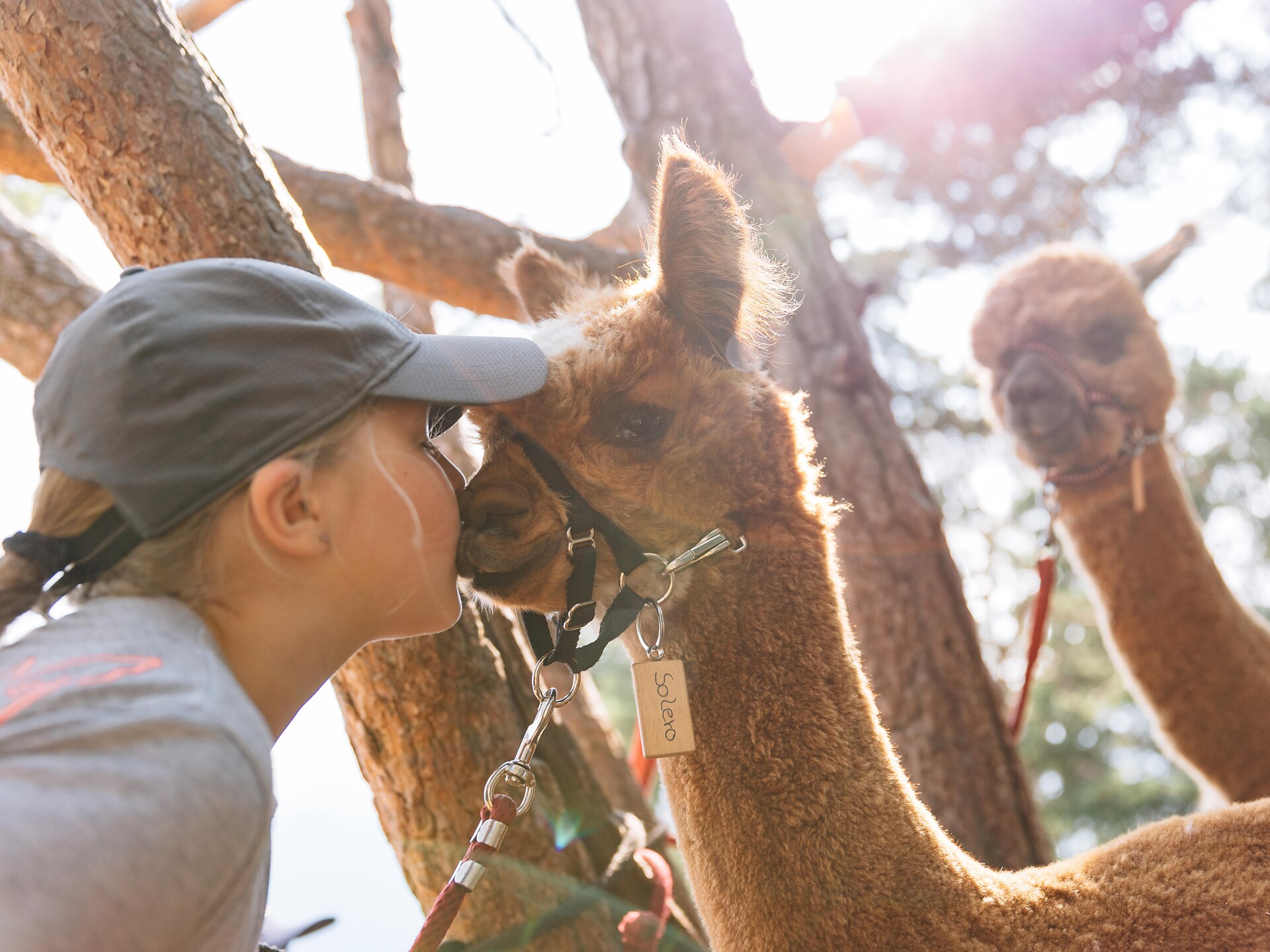 LAPAKAFUN: Escursioni guidate con lama e alpaca a Verano Verano 2 suedtirol.info