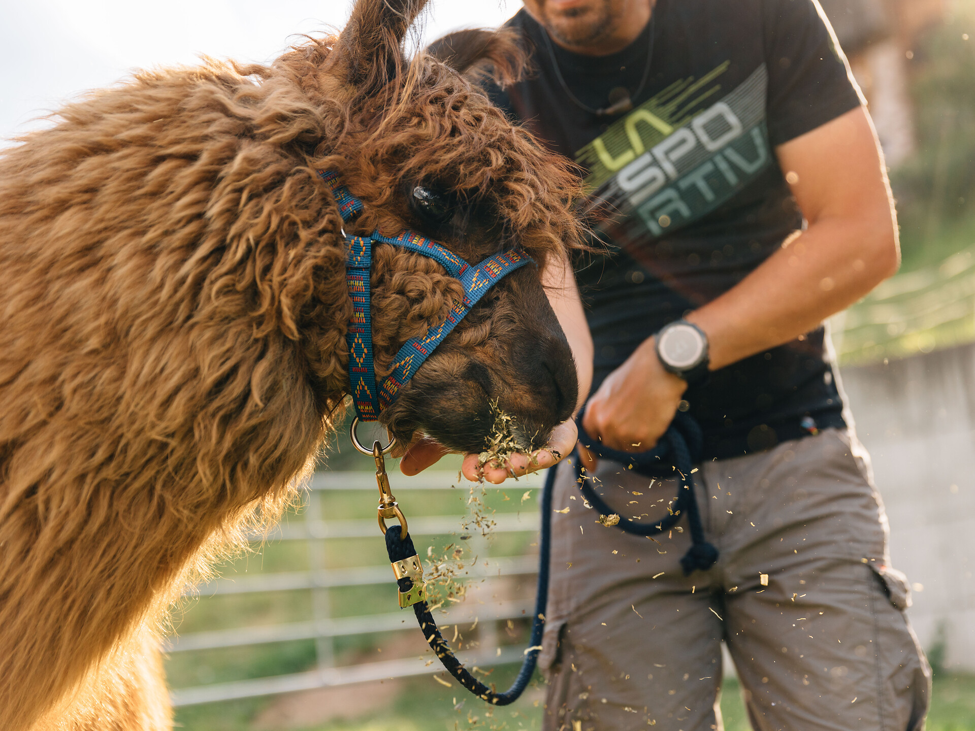 LAPAKAFUN: Alpaca & Lama Hikes in Vöran - Meran/Merano and environs - #2 - suedtirol.info
