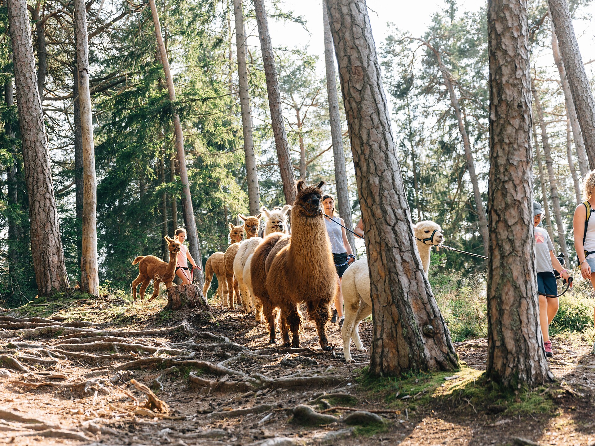 LAPAKAFUN: Escursioni guidate con lama e alpaca a Verano Verano 3 suedtirol.info