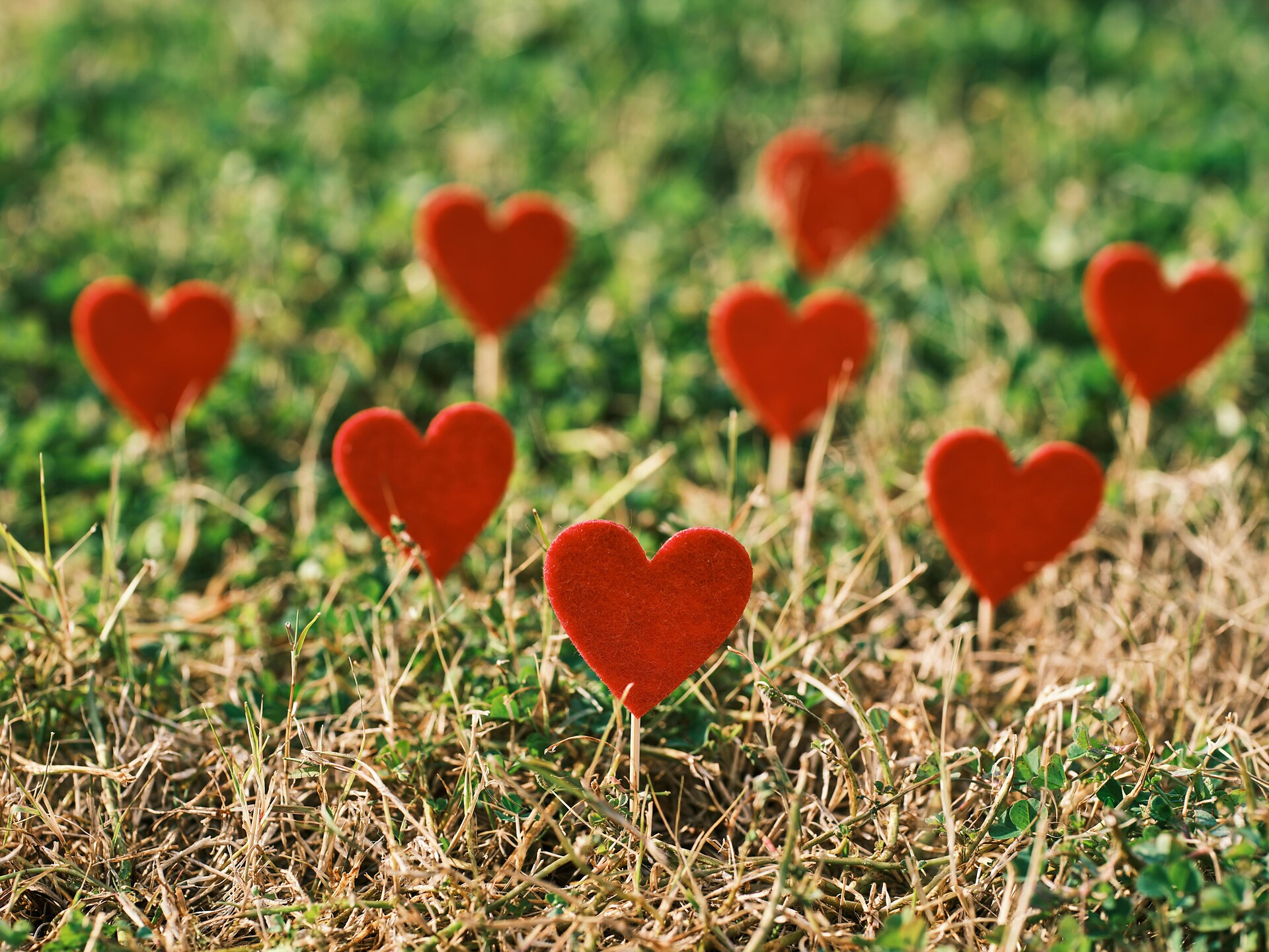 Liebe, Lust und Leidenschaft aus dem Garten - Gartenliebe Andrian & Terlan 2026 - Südtiroler Weinstraße - #1 - suedtirol.info