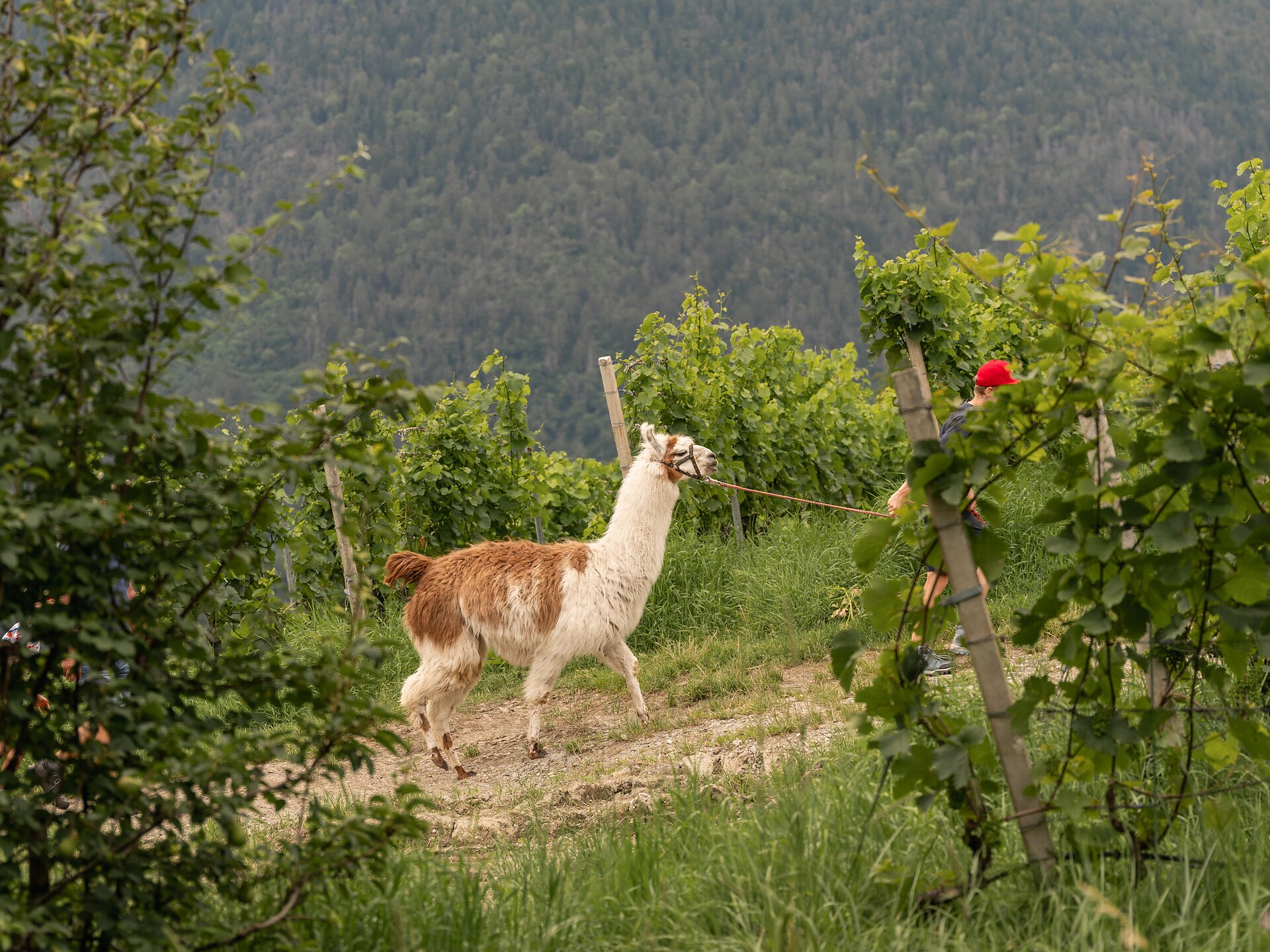 Lama-Trekking für die ganze Familie Natz-Schabs 2 suedtirol.info