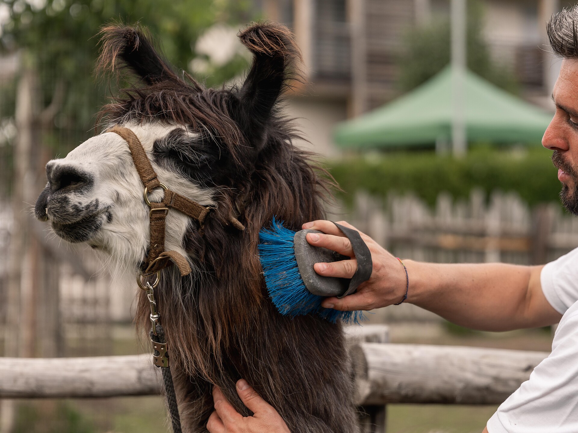 Lama-Trekking für die ganze Familie Natz-Schabs 3 suedtirol.info