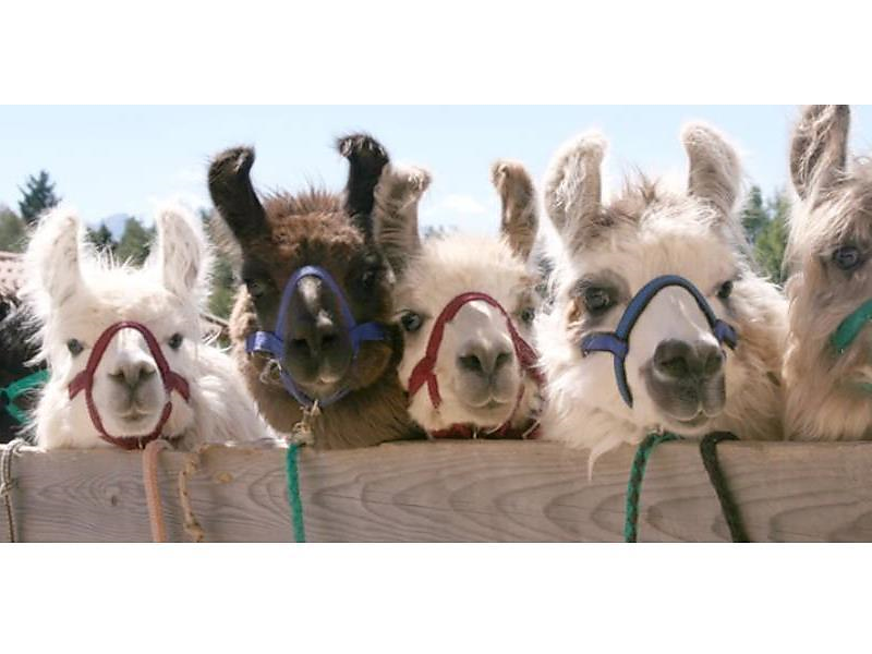 Trekking con lama e alpaca - Piramidi di terra Soprabolzano Renon 2 suedtirol.info