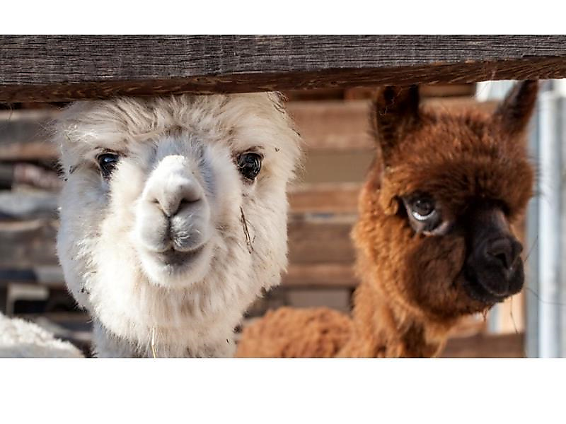 Lama- & Alpakatrekking, ins kühle Nass & Honigschlecken Ritten 2 suedtirol.info