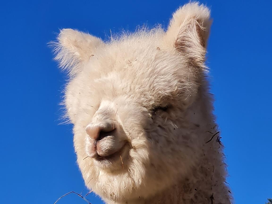 Trekking con lama e alpaca al Lago di Costalovara - Bolzano e dintorni - #2 - suedtirol.info
