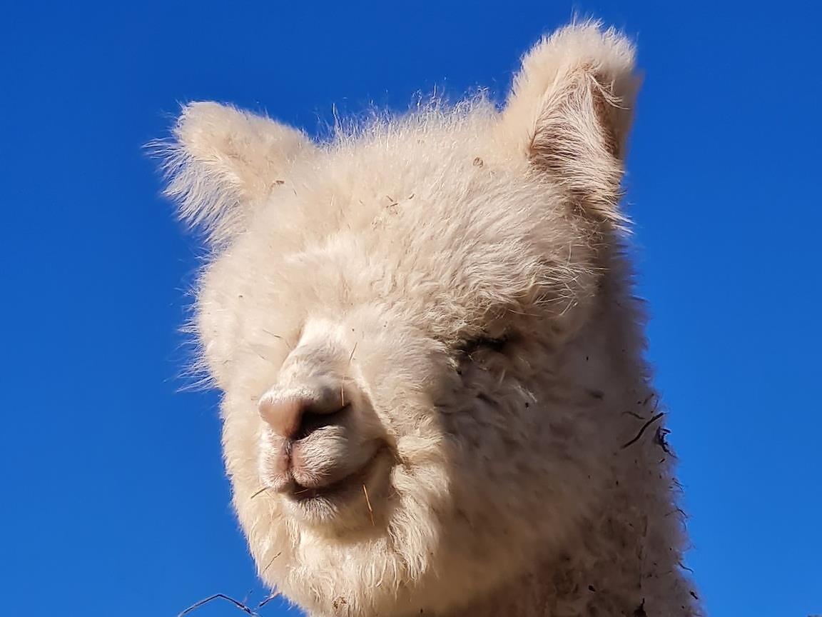 Trekking con lama e alpaca al Fuchslöchl - Bolzano e dintorni - #3 - suedtirol.info